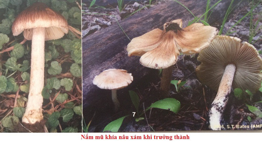 Ngộ độc thực phẩm do ăn nấm độc tại huyện Trà Bồng tỉnh Quảng Ngãi