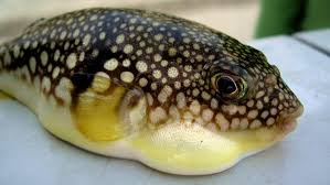PHÒNG CHỐNG NGỘ ĐỘC DO ĂN CÁ NÓC
